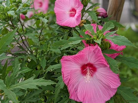 芙蓉草種植|芙蓉（フヨウ）の育て方は？鉢植えもできる？肥料や。